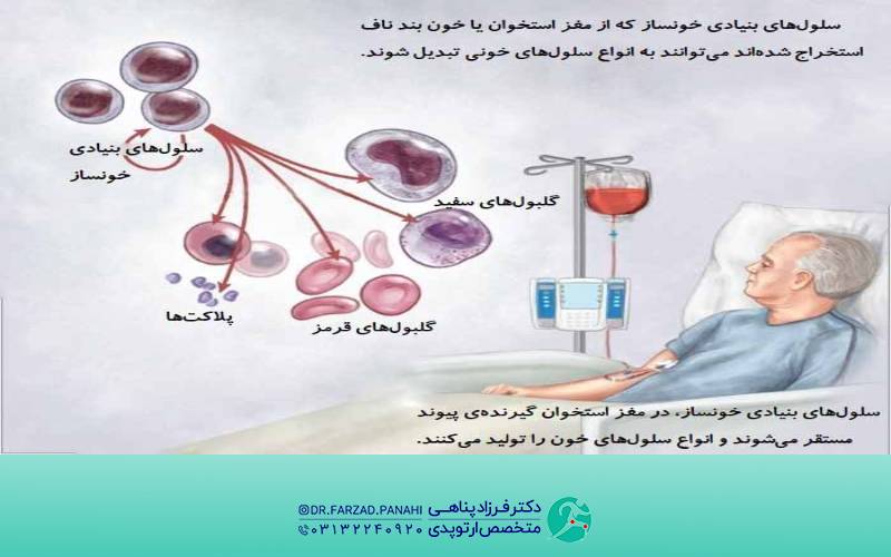 انواع سلول‌‌های بنیادی