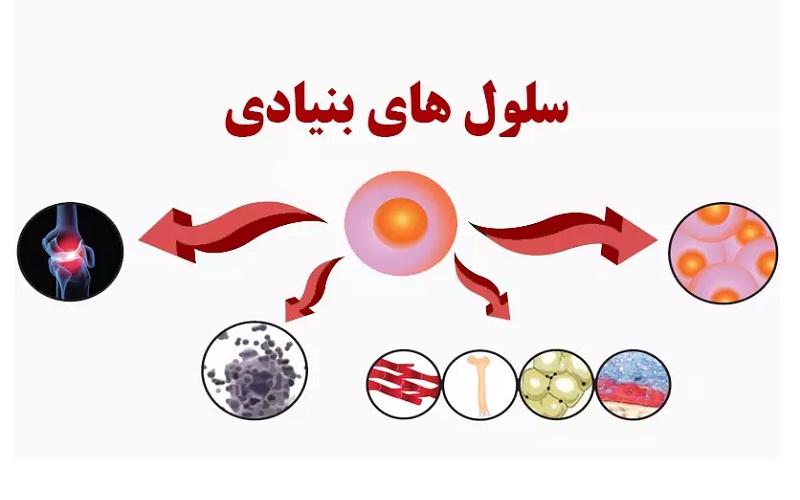 سلول های بنیادی چیست؟