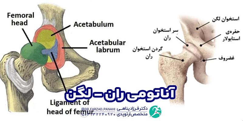 آناتومی ران - لگن