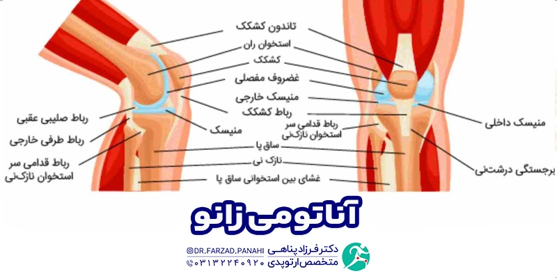 آناتومی زانو