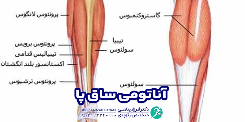 آناتومی ساق پا
