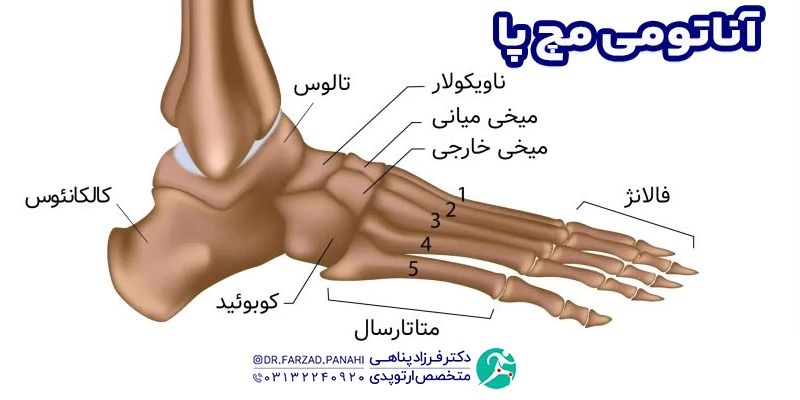 آناتومی مچ پا