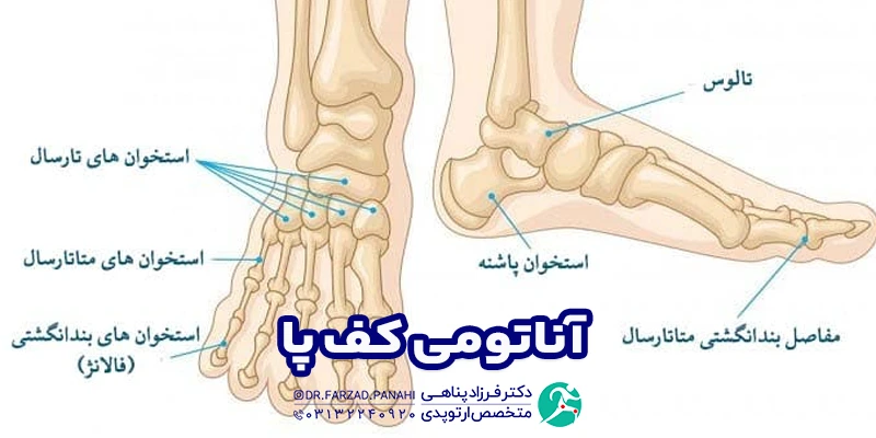 آناتومی کف پا